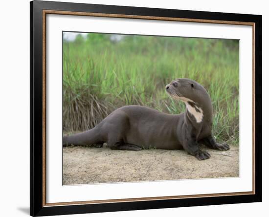 Giant Otter, Guyana-Pete Oxford-Framed Photographic Print