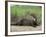 Giant Otter, Guyana-Pete Oxford-Framed Photographic Print