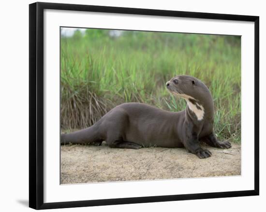 Giant Otter, Guyana-Pete Oxford-Framed Photographic Print