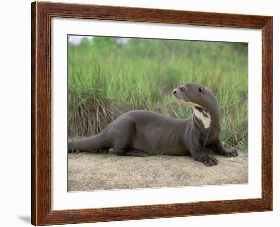 Giant Otter, Guyana-Pete Oxford-Framed Photographic Print