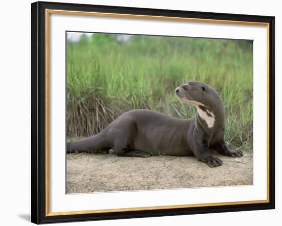 Giant Otter, Guyana-Pete Oxford-Framed Photographic Print