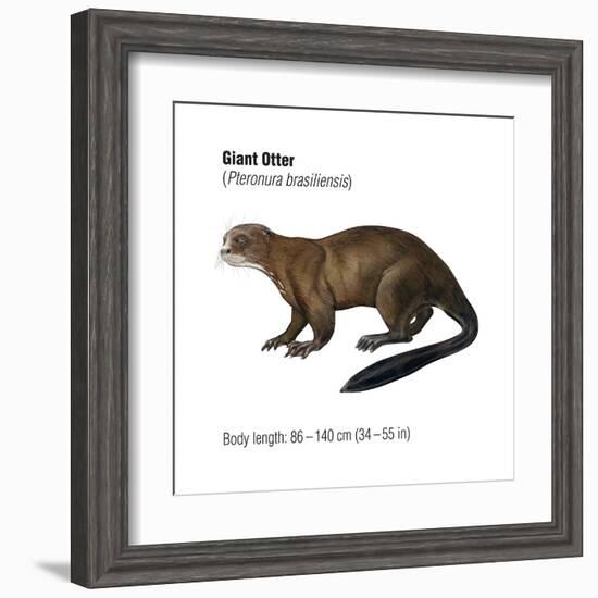 Giant Otter (Pteronura Brasiliensis), Mammals-Encyclopaedia Britannica-Framed Art Print