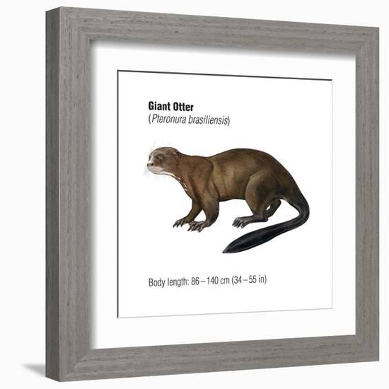 Giant Otter (Pteronura Brasiliensis), Mammals-Encyclopaedia Britannica-Framed Art Print