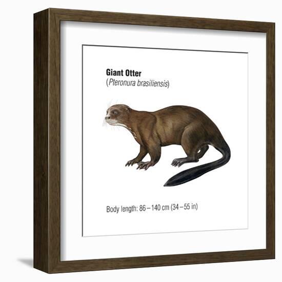 Giant Otter (Pteronura Brasiliensis), Mammals-Encyclopaedia Britannica-Framed Art Print