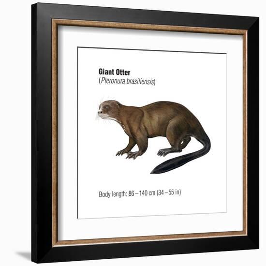 Giant Otter (Pteronura Brasiliensis), Mammals-Encyclopaedia Britannica-Framed Art Print
