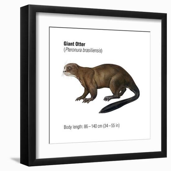 Giant Otter (Pteronura Brasiliensis), Mammals-Encyclopaedia Britannica-Framed Art Print