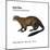 Giant Otter (Pteronura Brasiliensis), Mammals-Encyclopaedia Britannica-Mounted Art Print