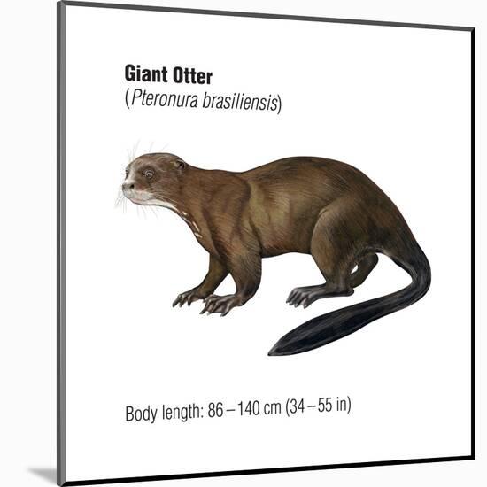 Giant Otter (Pteronura Brasiliensis), Mammals-Encyclopaedia Britannica-Mounted Art Print