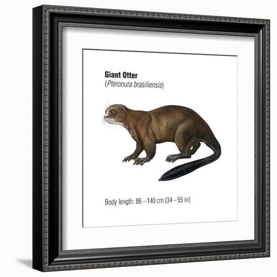 Giant Otter (Pteronura Brasiliensis), Mammals-Encyclopaedia Britannica-Framed Art Print