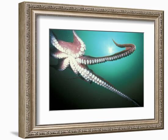 Giant Pacific Octopus, Pacific Northwest, USA-Stuart Westmoreland-Framed Photographic Print