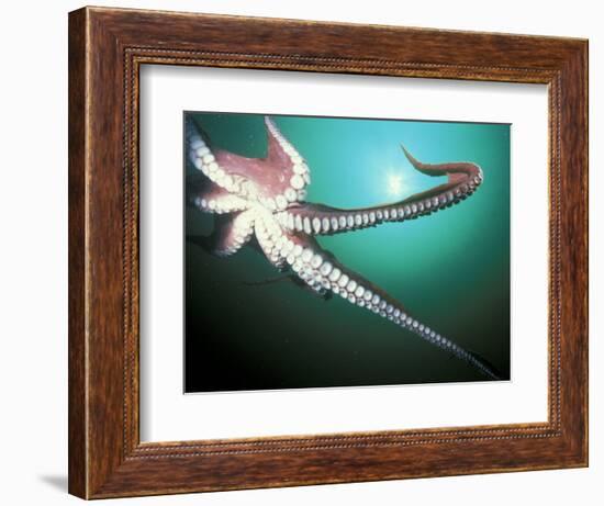 Giant Pacific Octopus, Pacific Northwest, USA-Stuart Westmoreland-Framed Photographic Print