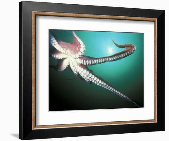 Giant Pacific Octopus, Pacific Northwest, USA-Stuart Westmoreland-Framed Photographic Print