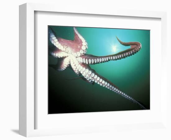 Giant Pacific Octopus, Pacific Northwest, USA-Stuart Westmoreland-Framed Photographic Print