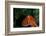 Giant Pacific Octopus Portrait Off Vancouver Island, B.C-James White-Framed Photographic Print