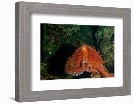 Giant Pacific Octopus Portrait Off Vancouver Island, B.C-James White-Framed Photographic Print