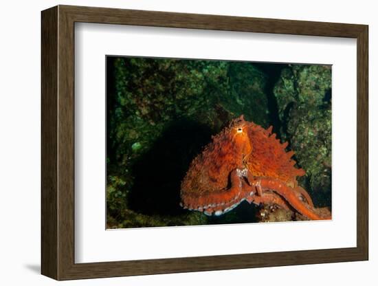 Giant Pacific Octopus Portrait Off Vancouver Island, B.C-James White-Framed Photographic Print