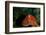 Giant Pacific Octopus Portrait Off Vancouver Island, B.C-James White-Framed Photographic Print