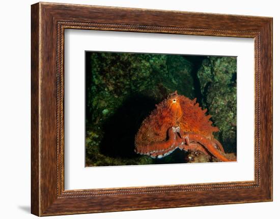 Giant Pacific Octopus Portrait Off Vancouver Island, B.C-James White-Framed Photographic Print