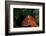 Giant Pacific Octopus Portrait Off Vancouver Island, B.C-James White-Framed Photographic Print