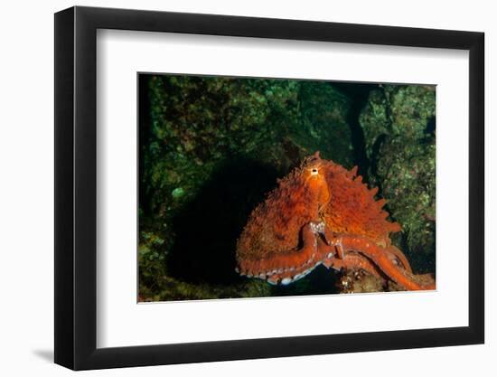 Giant Pacific Octopus Portrait Off Vancouver Island, B.C-James White-Framed Photographic Print