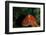 Giant Pacific Octopus Portrait Off Vancouver Island, B.C-James White-Framed Photographic Print