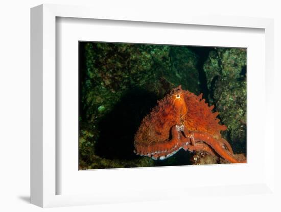 Giant Pacific Octopus Portrait Off Vancouver Island, B.C-James White-Framed Photographic Print