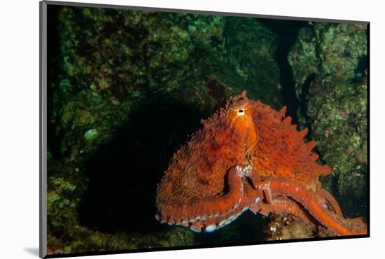 Giant Pacific Octopus Portrait Off Vancouver Island, B.C-James White-Mounted Photographic Print