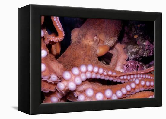 Giant Pacific Octopus-null-Framed Premier Image Canvas