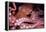 Giant Pacific Octopus-null-Framed Premier Image Canvas