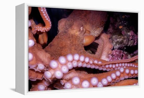 Giant Pacific Octopus-null-Framed Premier Image Canvas