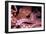 Giant Pacific Octopus-null-Framed Photographic Print