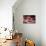 Giant Pacific Octopus-null-Mounted Photographic Print displayed on a wall