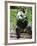 Giant Panda (Ailuropoda Melanoleuca) at the Panda Bear Reserve, Chengdu, Sichuan, China, Asia-Michael Runkel-Framed Photographic Print