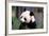 Giant Panda Ailuropoda Melanoleuca Eating Bamboo-null-Framed Photographic Print