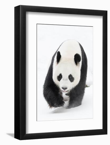 Giant panda (Ailuropoda melanoleuca) in snow, captive.-Edwin Giesbers-Framed Photographic Print