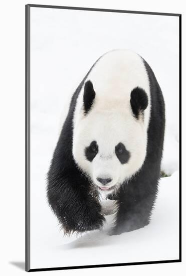 Giant panda (Ailuropoda melanoleuca) in snow, captive.-Edwin Giesbers-Mounted Photographic Print