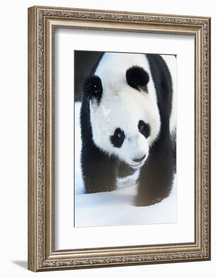 Giant panda (Ailuropoda melanoleuca) in snow, captive.-Edwin Giesbers-Framed Photographic Print