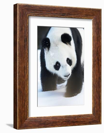 Giant panda (Ailuropoda melanoleuca) in snow, captive.-Edwin Giesbers-Framed Photographic Print