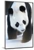 Giant panda (Ailuropoda melanoleuca) in snow, captive.-Edwin Giesbers-Mounted Photographic Print