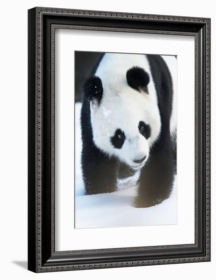 Giant panda (Ailuropoda melanoleuca) in snow, captive.-Edwin Giesbers-Framed Photographic Print