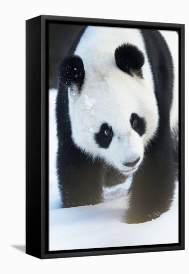 Giant panda (Ailuropoda melanoleuca) in snow, captive.-Edwin Giesbers-Framed Premier Image Canvas
