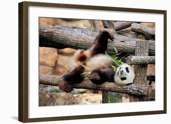 Giant Panda (Ailuropoda Melanoleuca) Lying On Climbing Frame Eating Bamboo-Eric Baccega-Framed Photographic Print