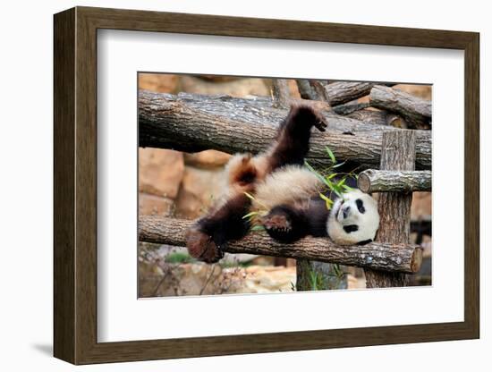 Giant Panda (Ailuropoda Melanoleuca) Lying On Climbing Frame Eating Bamboo-Eric Baccega-Framed Photographic Print