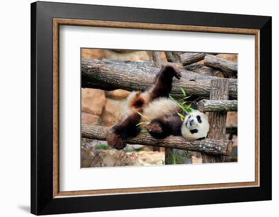 Giant Panda (Ailuropoda Melanoleuca) Lying On Climbing Frame Eating Bamboo-Eric Baccega-Framed Photographic Print