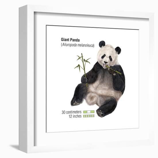 Giant Panda (Ailuropoda Melanoleuca), Mammals-Encyclopaedia Britannica-Framed Art Print