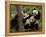 Giant Panda Babies, Wolong China Conservation and Research Center for the Giant Panda, China-Pete Oxford-Framed Premier Image Canvas