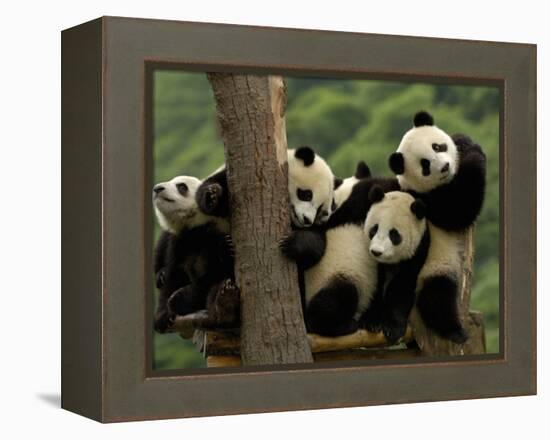Giant Panda Babies, Wolong China Conservation and Research Center for the Giant Panda, China-Pete Oxford-Framed Premier Image Canvas