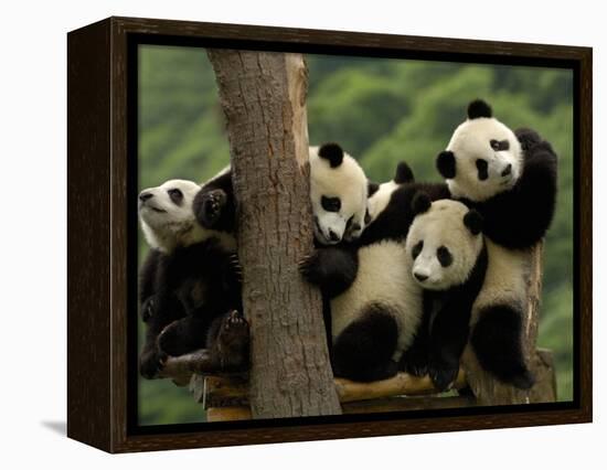 Giant Panda Babies, Wolong China Conservation and Research Center for the Giant Panda, China-Pete Oxford-Framed Premier Image Canvas