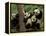 Giant Panda Babies, Wolong China Conservation and Research Center for the Giant Panda, China-Pete Oxford-Framed Premier Image Canvas