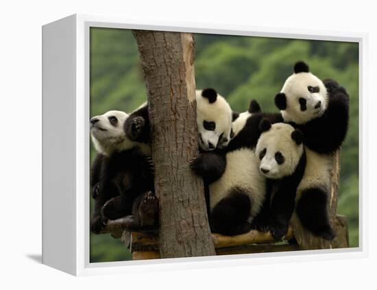 Giant Panda Babies, Wolong China Conservation and Research Center for the Giant Panda, China-Pete Oxford-Framed Premier Image Canvas